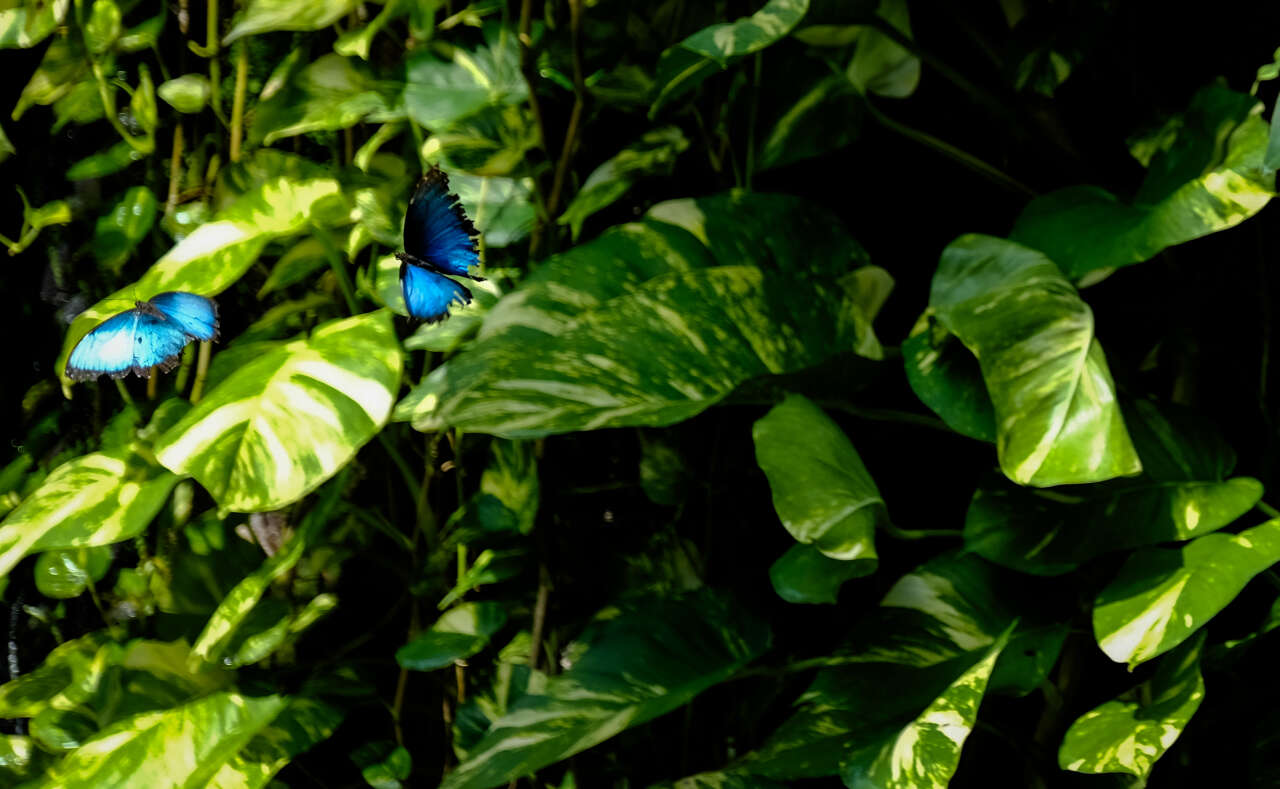 Avrupa’nın en büyüğü Konya’da! 10 bin farklı tür, 600 bin ziyaretçi 4